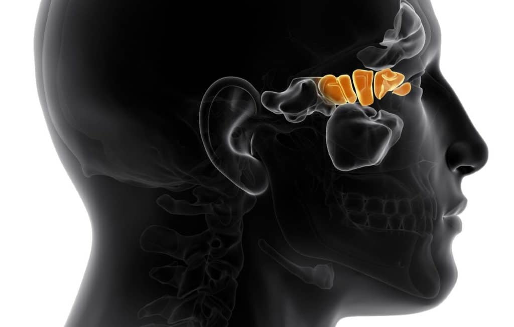 ethmoidal-sinuses-3D-illustration1